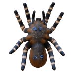 (image for) Leitold 3D Bird Spider