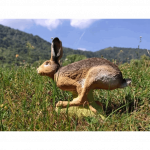 (image for) SRT Running Hare