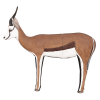 Asen/Wildcrete 3D Springbok