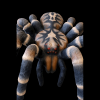 Leitold 3D Vogelspinne