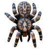 Leitold 3D Bird Spider